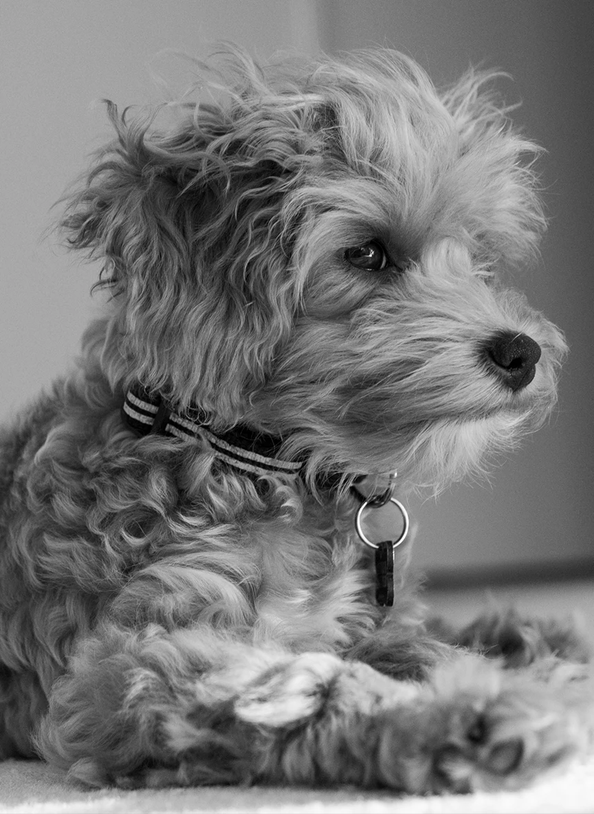 Small fluffy dog looking pensive